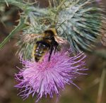 Bombus campestris mâle